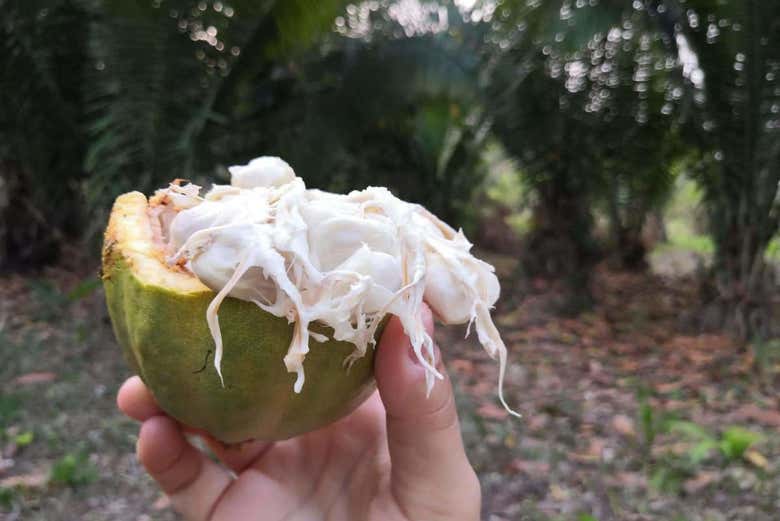 Interior del fruto de cacao