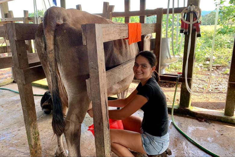 Ordenhando as vacas para obter o leite fresco