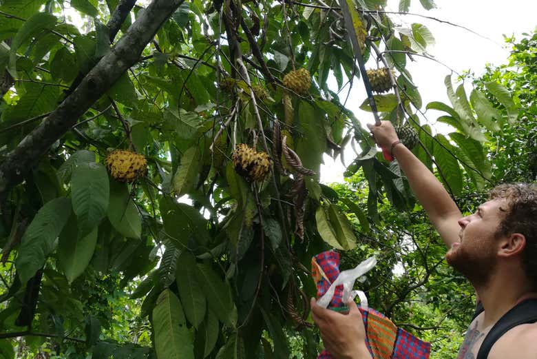 Colhendo fruta para as receitas