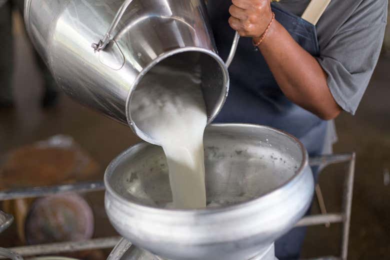 Elaborando os produtos lácteos