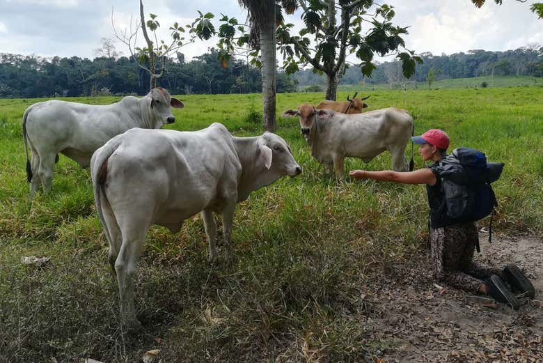 Conociendo a las vacas