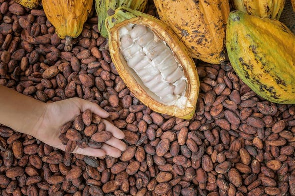 Taller de chocolate en Puerto Inca