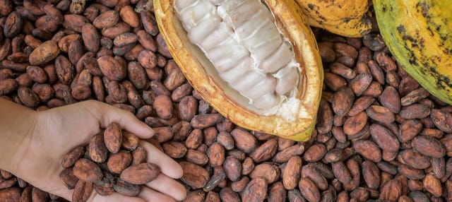 Taller de chocolate en Puerto Inca