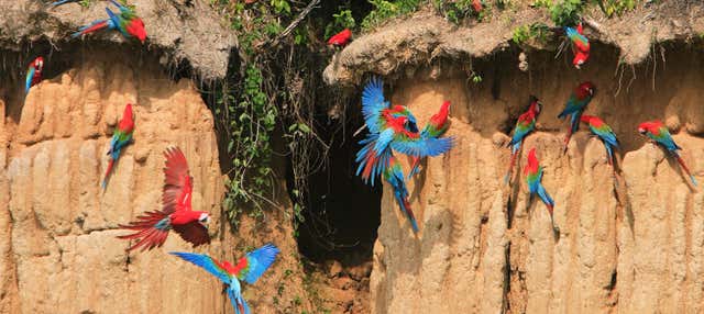 Macaw Clay Lick Tour