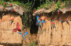 Excursion à la "colpa" des aras de Chuncho