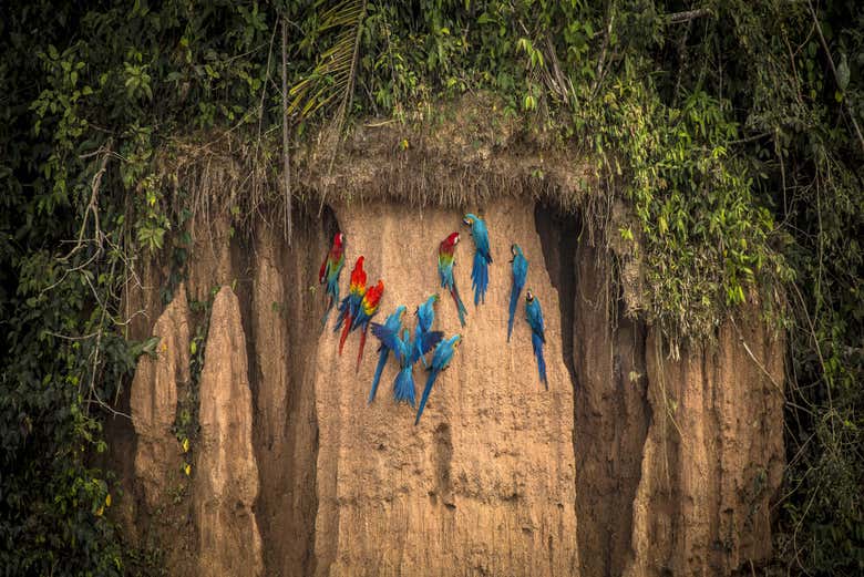 Avistamiento de guacamayos en Tambopata