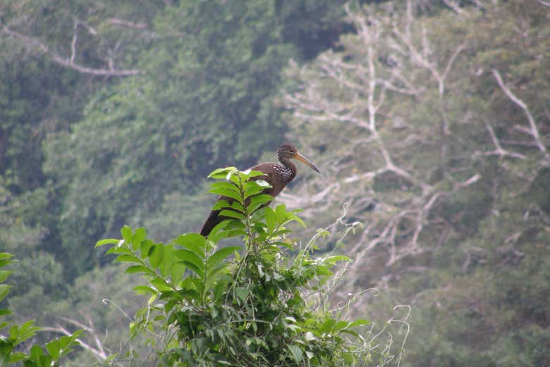 Go bird-watching