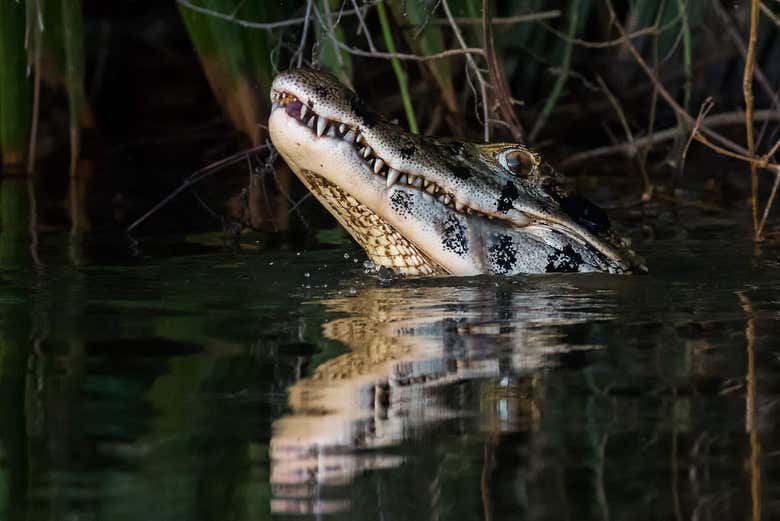 Caiman in Lake Sandoval