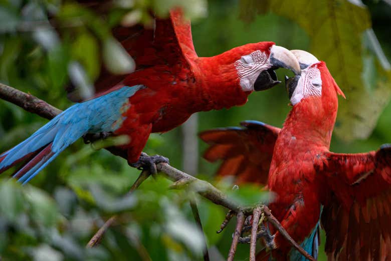 Bandada de loros en Tambopata