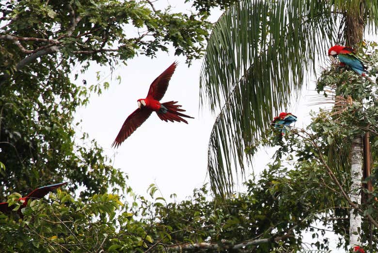 A blue and red macaw flying