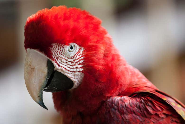Guacamayo de Tambopata