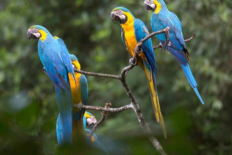 A view from the branches