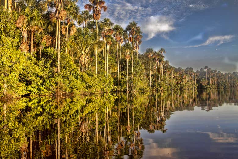 Árboles a orillas del lago Sandoval