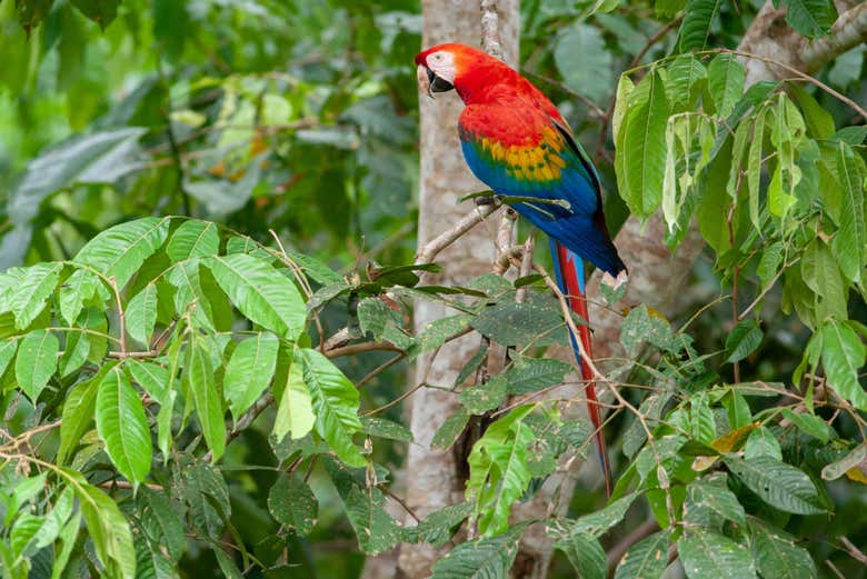 Loro de Tambopata