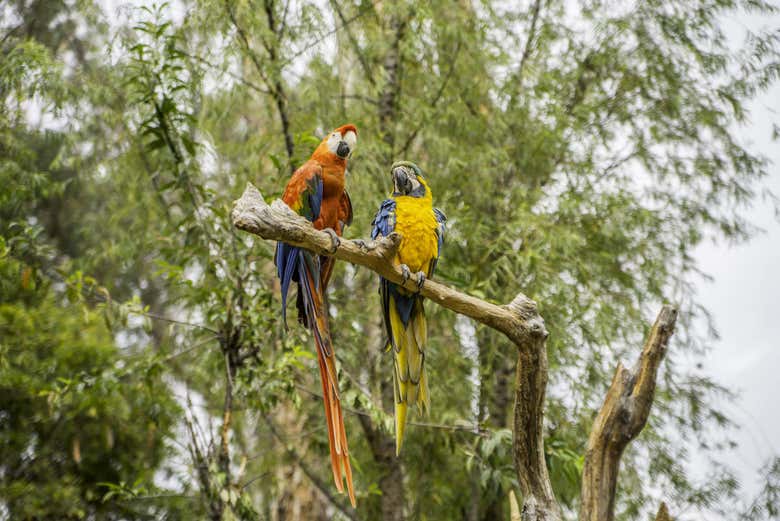 Los guacamayos cerca del muro de arcilla