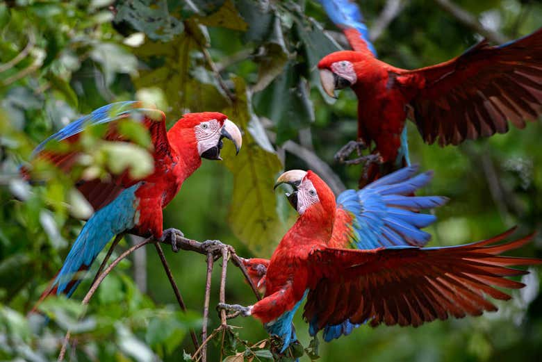Loros de la selva de Tambopata