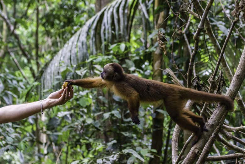 Un mono cogiendo comida de la mano de un humano