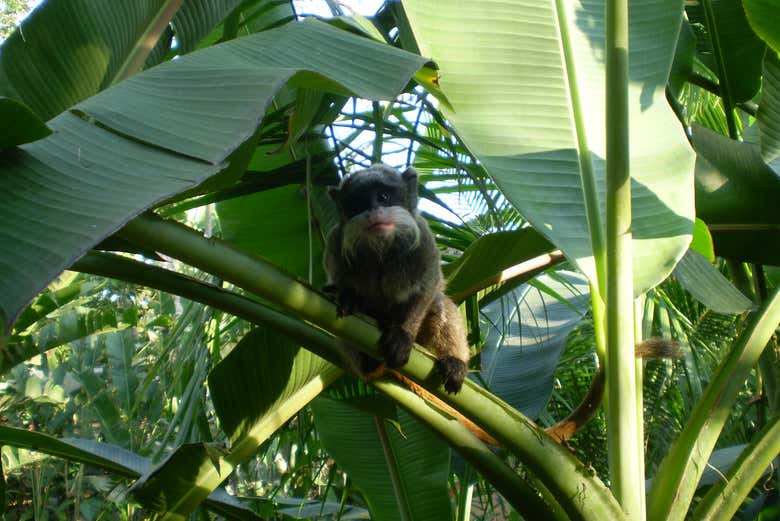 Hang out with monkeys!