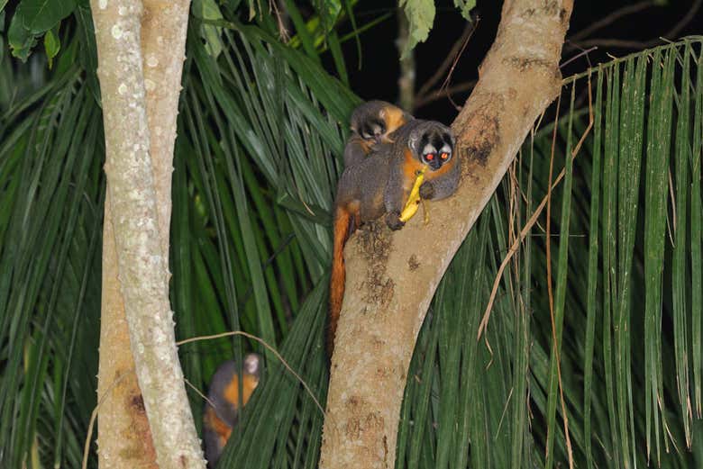 Singe nocturne de la Réserve Nationale Tambopata