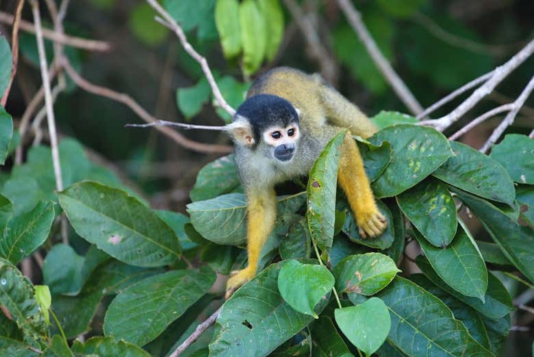 Monkey in the Amazon Rainforest