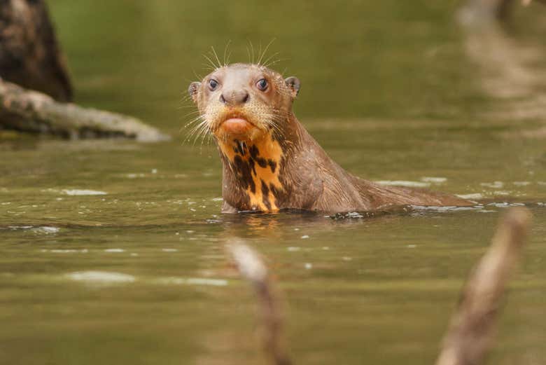 Nutria gigante en la selva de Tambopata