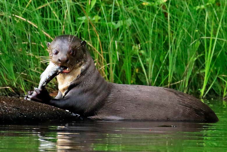 Nutria gigante de Tambopata