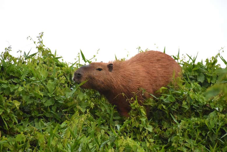 Avvistando un capibara nella vegetazione