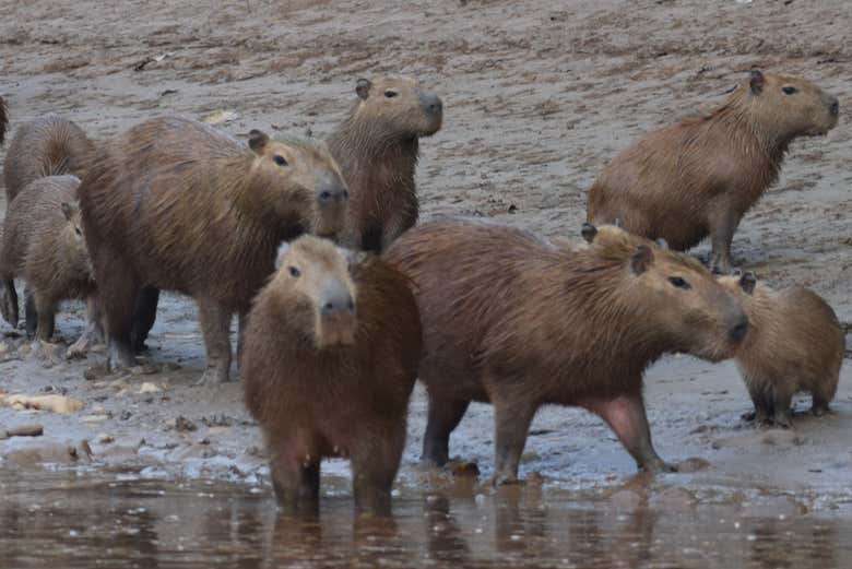 Un gruppo di capibara sulle rive del fiume
