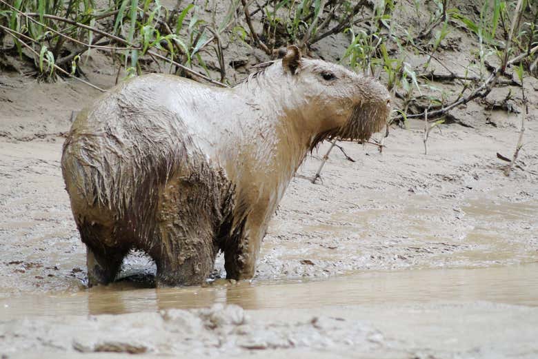 Un simpatico capibara coperto di fango