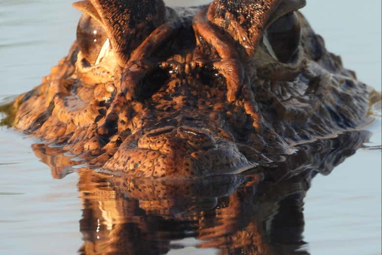 Caimán dentro del lago Yacumama