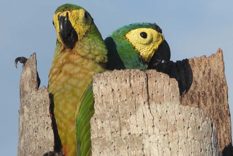 Guacamayos pequeños anidando en las palmeras del lago