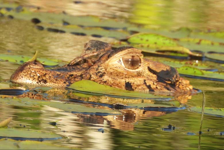 Caimán negro en el lago Yacumana