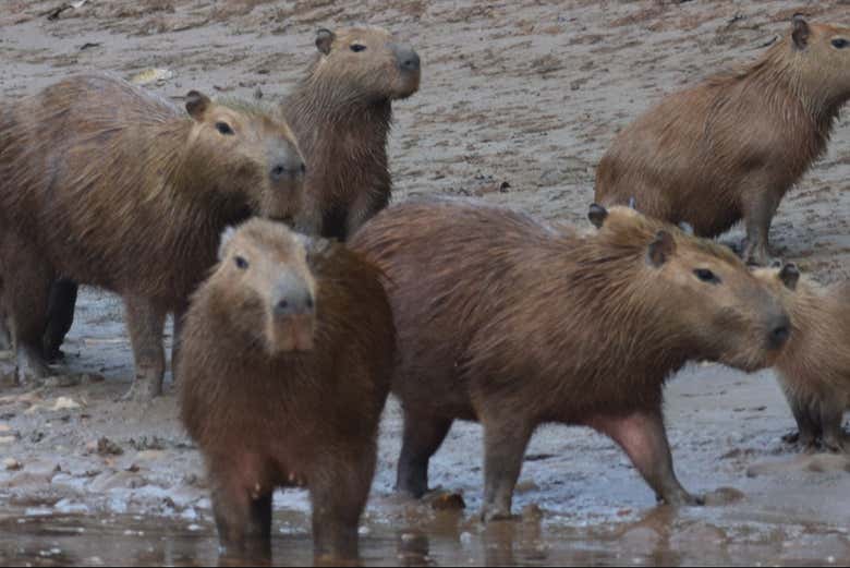 Veremos de cerca a los capibaras