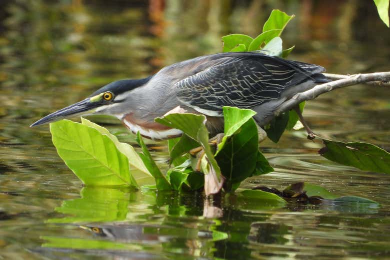 La fauna locale