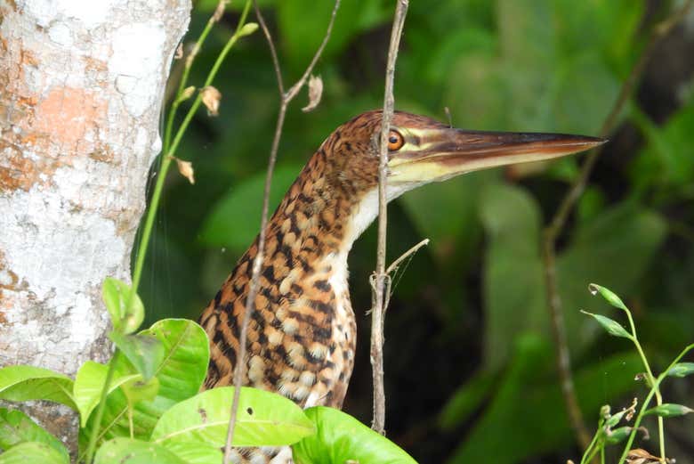 Garza puma en la orilla del lago 