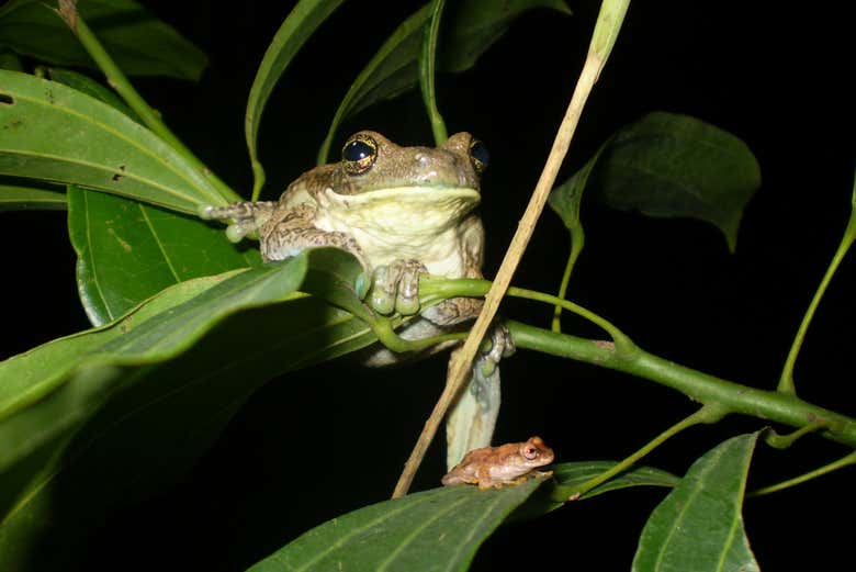 Join us on a night hike