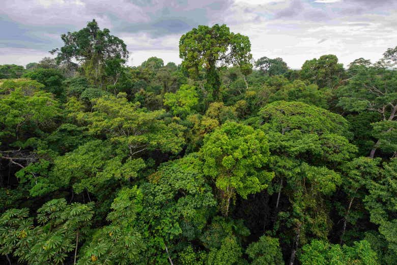 La selva peruana