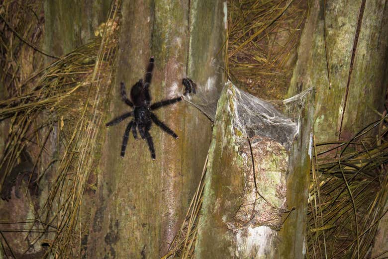 Tarentule de Tambopata