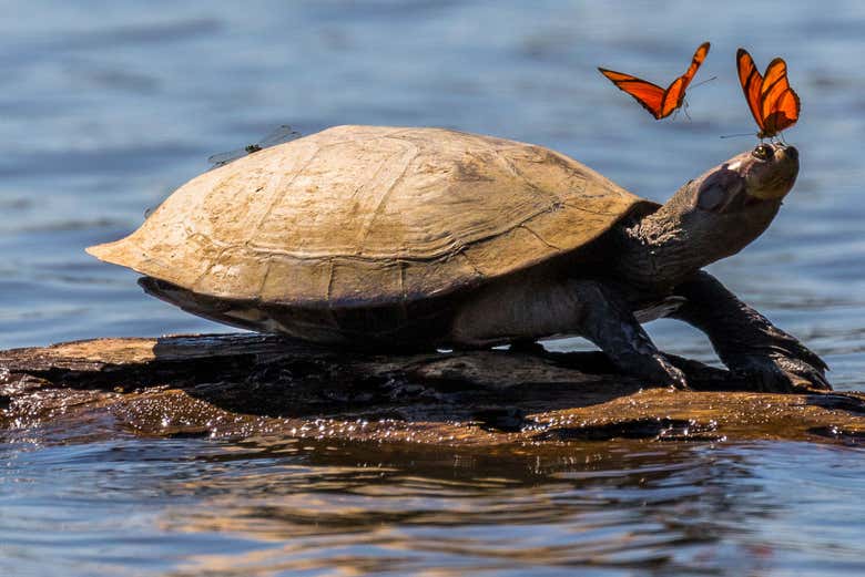 Tortuga en Tambopata