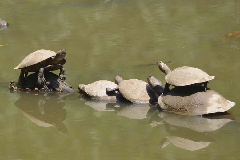 Le tartarughe del fiume Madre de Dios
