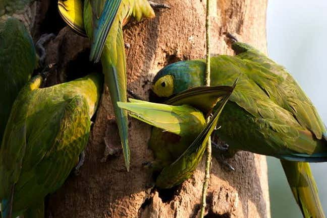 Detalhe de papagaios
