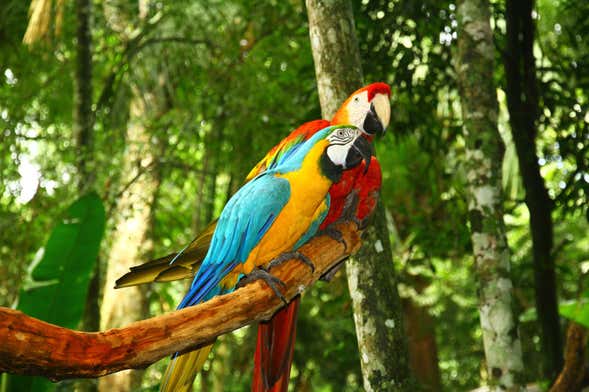 Tour de 6 días por las colpas de Tambopata