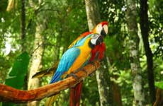 Circuit de 6 jours aux colpas de Tambopata