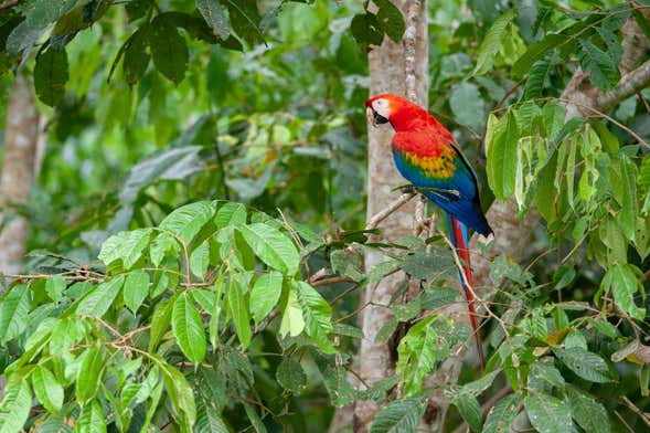 Reserva Nacional Tambopata en 3 o 4 días con avistamiento de fauna