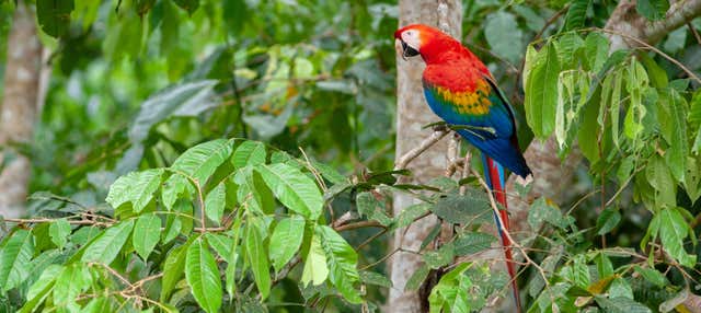 Tambopata Natural Reserve: 3 or 4-Day Wildlife Watching Tour