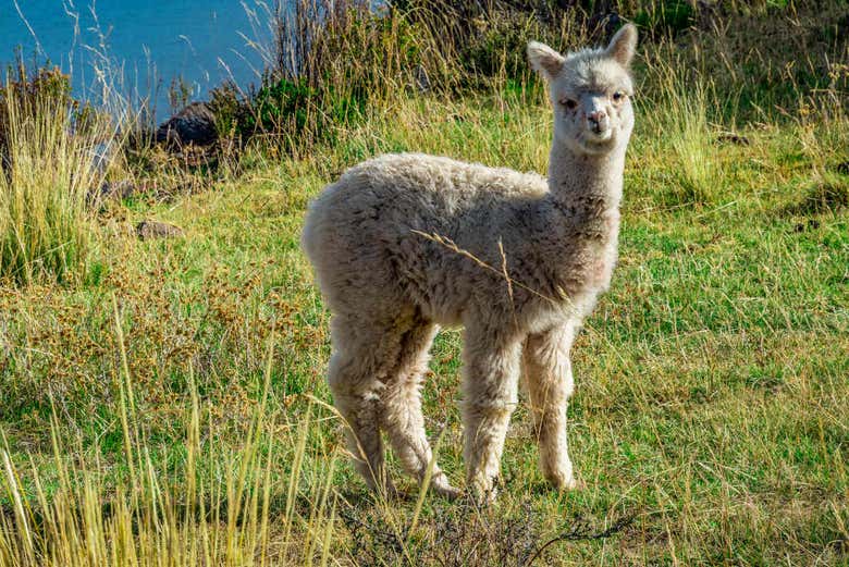 Alpaca en Sillustani