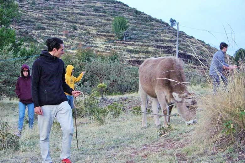 Acompañando a las personas de la comunidad a pastar ganado