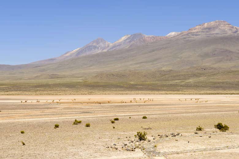 Riserva Nazionale delle Saline Aguada Blanca