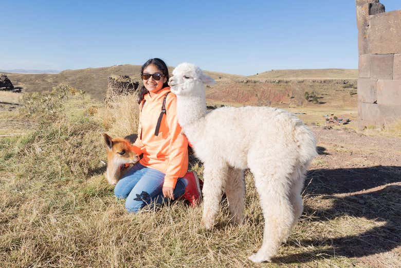 Llamas en Sillustani