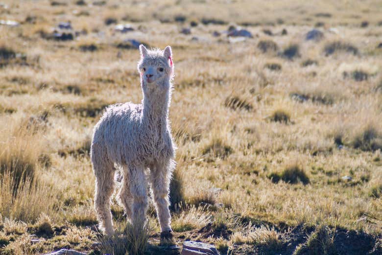 Una llama en la Reserva Nacional de Salinas y Aguada Blanca